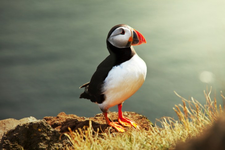 Puffin.jpg